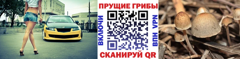 как найти закладки  Скопин  Псилоцибиновые грибы Cubensis 